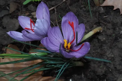 تصویر 2 از زعفران وحشی لرستان با کیفیت کنترل‌ شده و بسته‌ بندی شیک